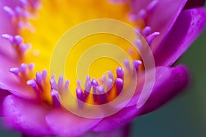 Purple Lotus Flower Macro