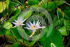 Purple lotus flower Mauritius or called Thamarai Malar