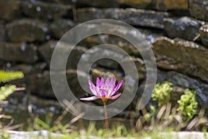 Purple lotus flower Nymphaea Capensis