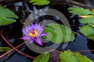 Purple lotus flower opened