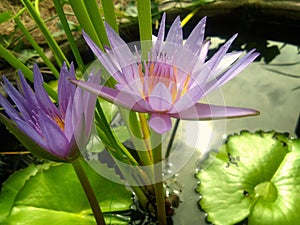 Purple lotus Flower in pond.Background is the lotus leaf and lotus bud and lotus flower and tree