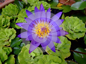 Purple lotus flower, Thailand.