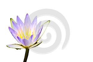 Purple lotus flower or water lily covered by water droplets