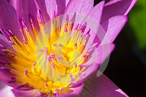 Purple lotus flower or water lily flowers.