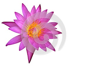 Purple lotus flower or water lily isolated on white background.