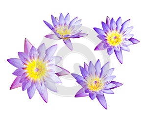 Purple lotus flower or water lily isolated on white background. Have clipping path easy for cut out. Flowers for Buddhism