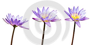 Purple lotus flower or water lily isolated on white background. Have clipping path easy for cut out. Flowers for Buddhism