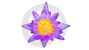 Purple lotus flower on white background