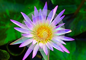 Purple lotus flowers bloom