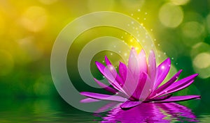 Purple lotus flowers emit light floating in the water, natural green bokeh background