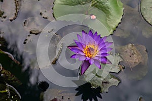 Purple lotus flowers in the lake