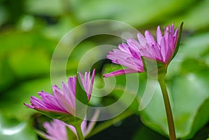 Purple Lotus Flowers or Water Lilly