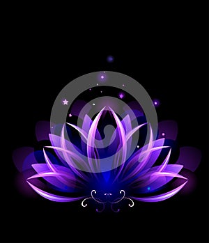 Purple lotus photo