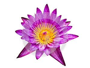 purple lotus isolated