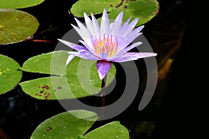 A purple lotus in the morning.