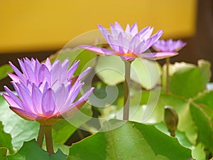 Purple Lotus - Nymphaea Nouchali