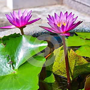 Purple lotus in the pond in the garden.
