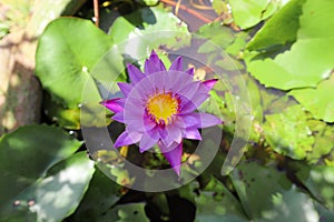 Purple Lotus in the  puddle