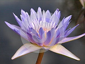 Purple lotus/Purple lotus blossoms