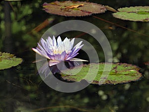 Purple lotus/Purple lotus blossoms on water