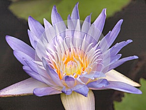 Purple lotus/Purple lotus blossoms on water