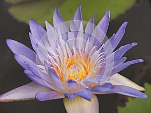 Purple lotus/Purple lotus blossoms on water