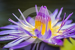 Purple lotus or purple water lily in pond