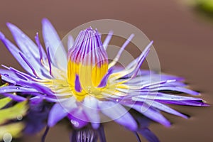Purple lotus or purple water lily in pond