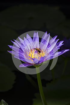 Purple lotus or purple water lily in pond