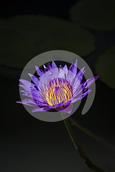 Purple lotus or purple water lily in pond