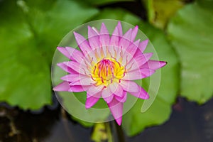 Purple lotus or purple water lily in pond