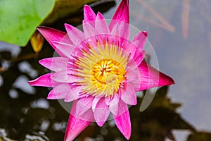 Purple lotus or purple water lily in pond