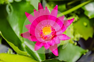 Purple lotus or purple water lily in pond.