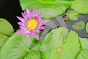 The purple lotus