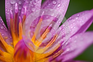 Purple lotus with water droplets close-up