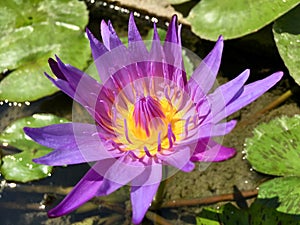 Purple lotus water lily flower