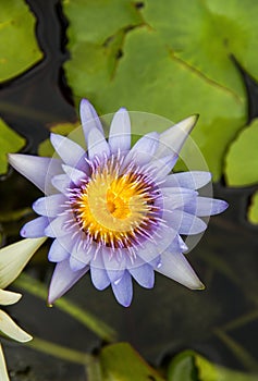 Purple lotus Water lily with green leaves