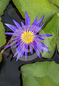 Purple lotus Water lily with green leaves