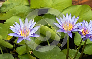 Purple lotus Water lily with green leaves in pond
