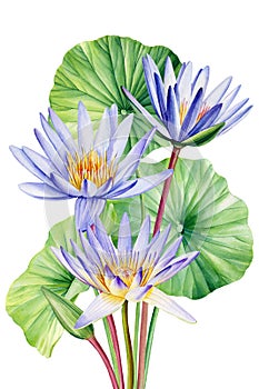 Purple Lotus watercolor botanical illustration. Lilies Flowers isolated background, watercolor botanical illustration