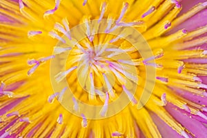 Purple lotus yellow carpel close up photo