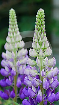 Purple Lupin Flower Spikes