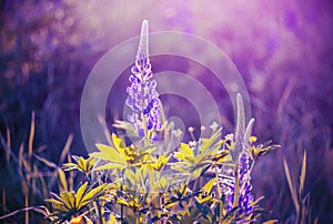 Purple Lupin flowers bloomed in the clearing, illuminated by sunlight in the summertime