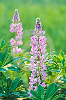 Purple lupin flowers blooms in the field