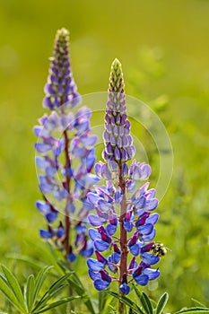 Purple Lupin flowers and Bumble Bee, in green field, backit by warm hazy morning sunlight.