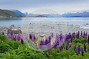 Purple lupin flowers growing by Lake Tekapo in New Zealand