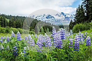 Purple lupin wildflowers in the remote Delta Mountains of Alaska