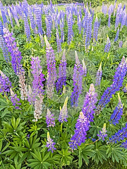 Purple Lupine Boufquet in Field with green Foliage