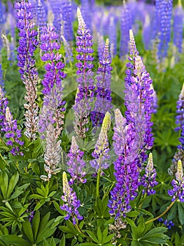 Purple Lupine bunch in Field with green Foliage
