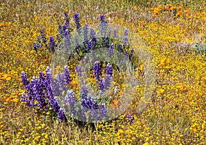 Purple lupine with California poppies and Goldfield flowers